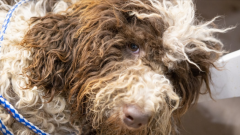 沈阳不得开具增值税专用发票的七大类29种情形